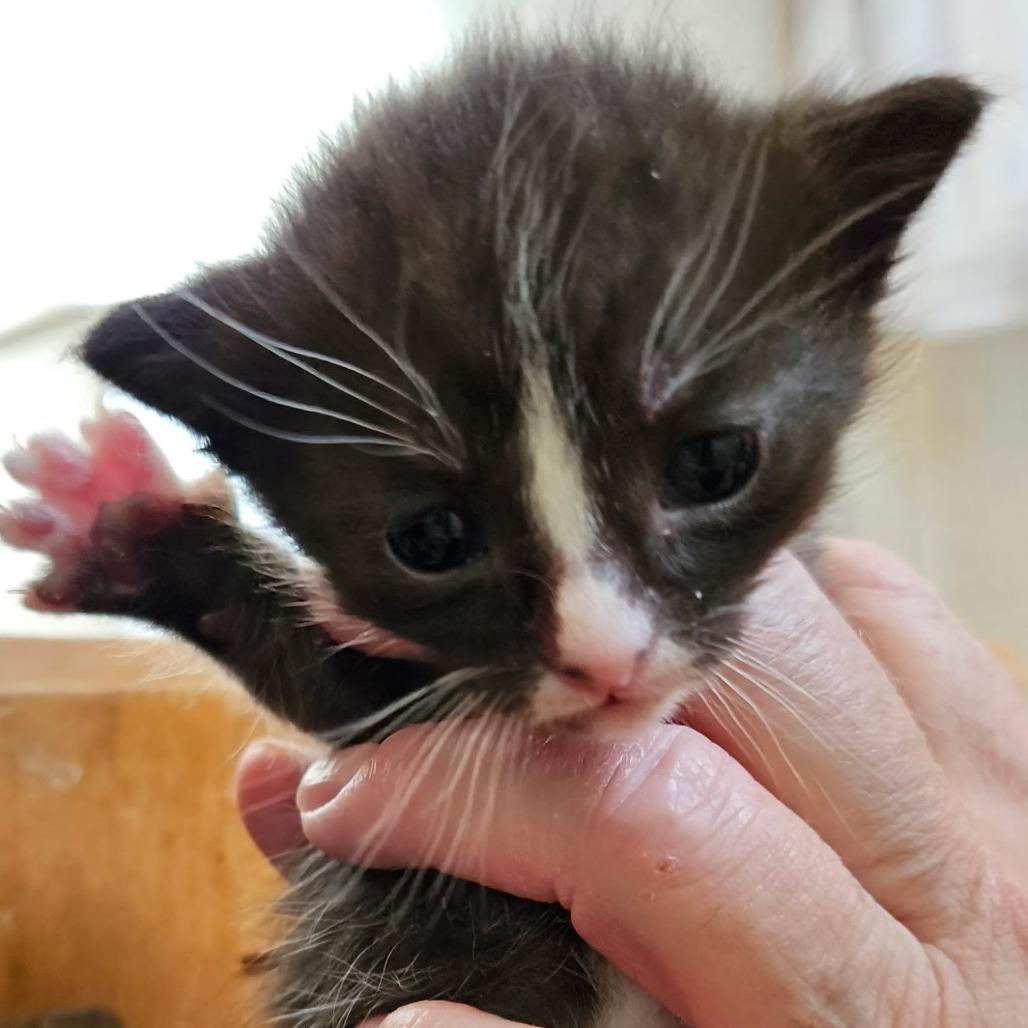 Enlarge Perlah, a Adoptable Domestic Short Hair in Meridian, ID image 2/3