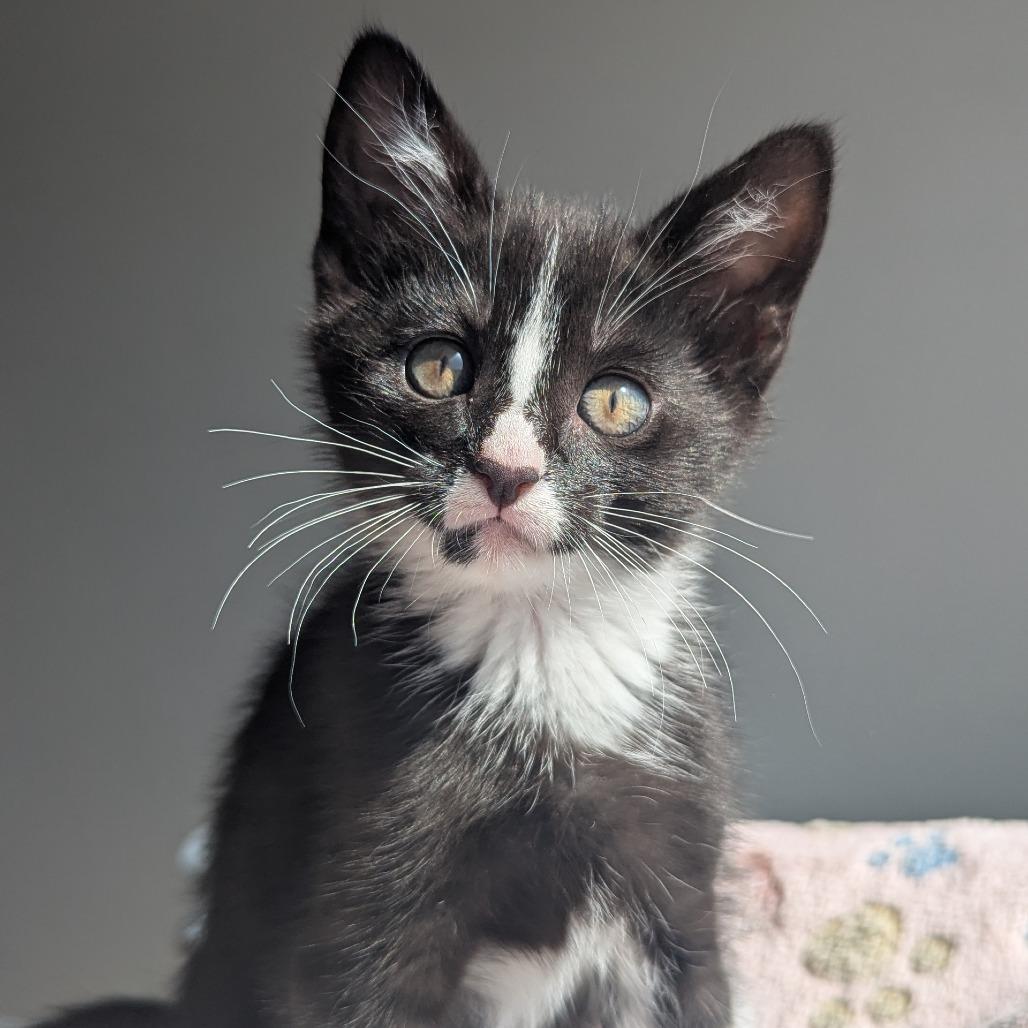 Enlarge Perlah, a Adoptable Domestic Short Hair in Meridian, ID image 3/3
