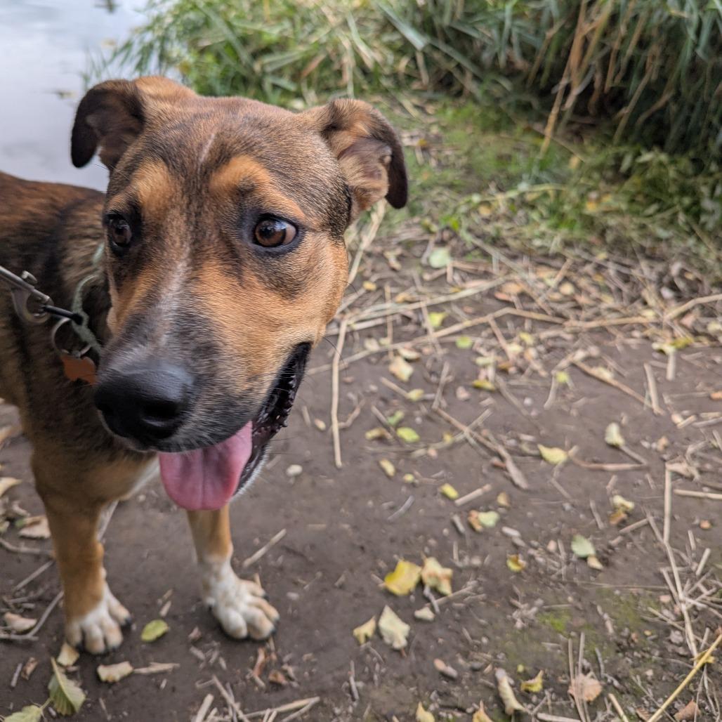 Enlarge Nate, a Adoptable Mixed Breed in Bend, OR image 1/6