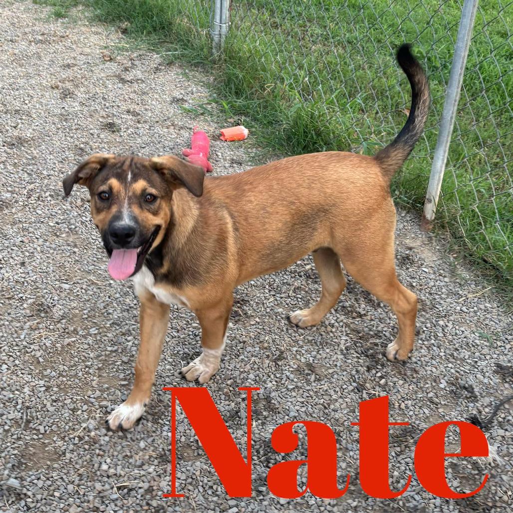 Enlarge Nate, a Adoptable Mixed Breed in Bend, OR image 2/6