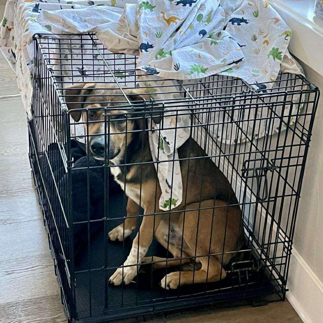 Enlarge Nate, a Adoptable Mixed Breed in Bend, OR image 3/6