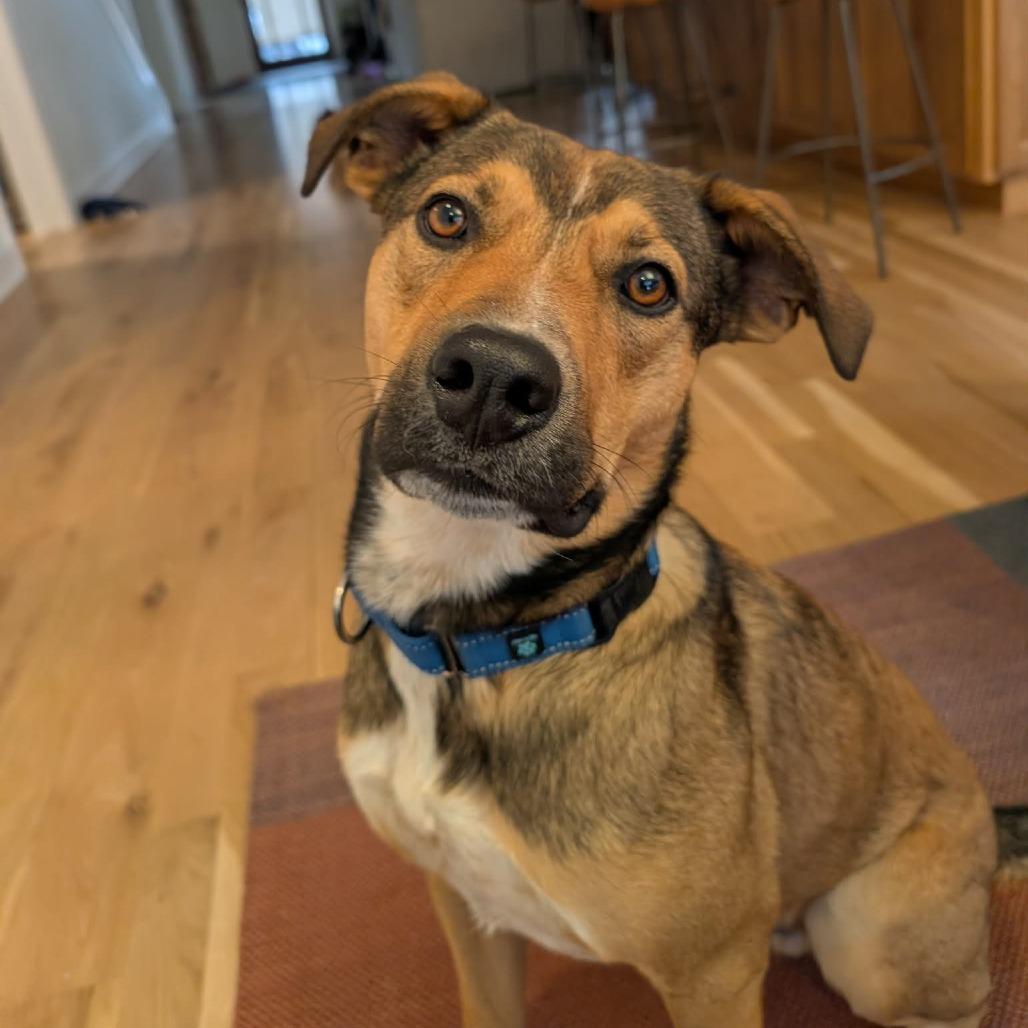 Enlarge Nate, a Adoptable Mixed Breed in Bend, OR image 4/6