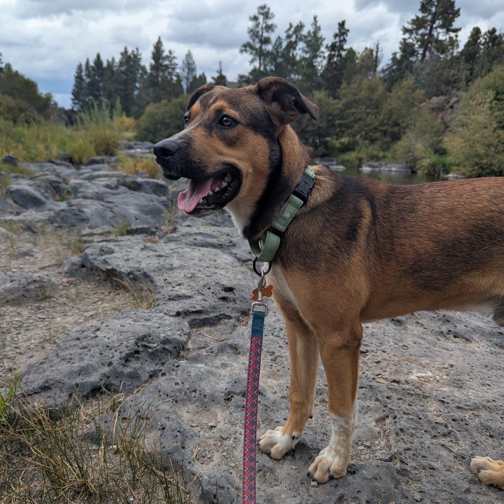 Enlarge Nate, a Adoptable Mixed Breed in Bend, OR image 5/6