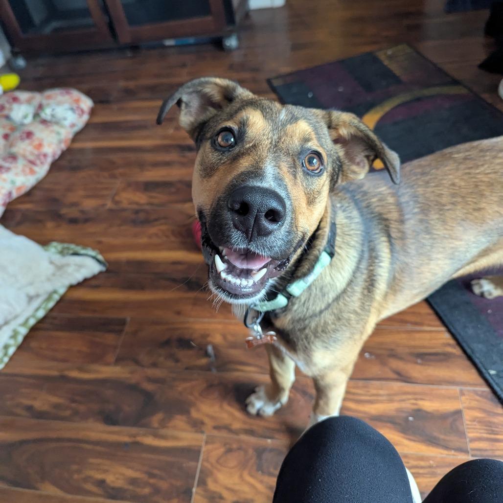 Enlarge Nate, a Adoptable Mixed Breed in Bend, OR image 6/6