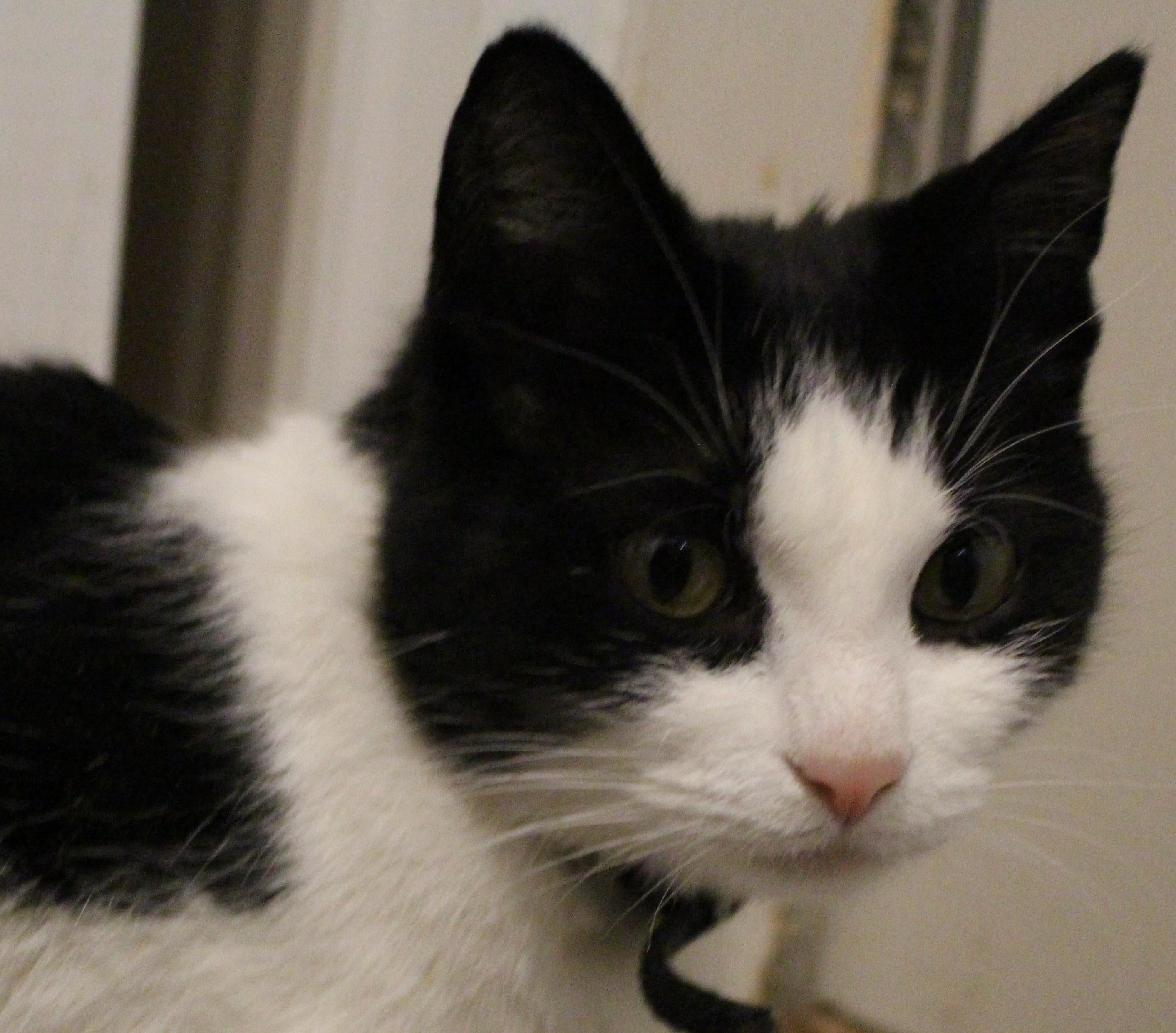 Enlarge Taylor, a ADOPTABLE Domestic Short Hair in Ontonagon, MI image 1/1