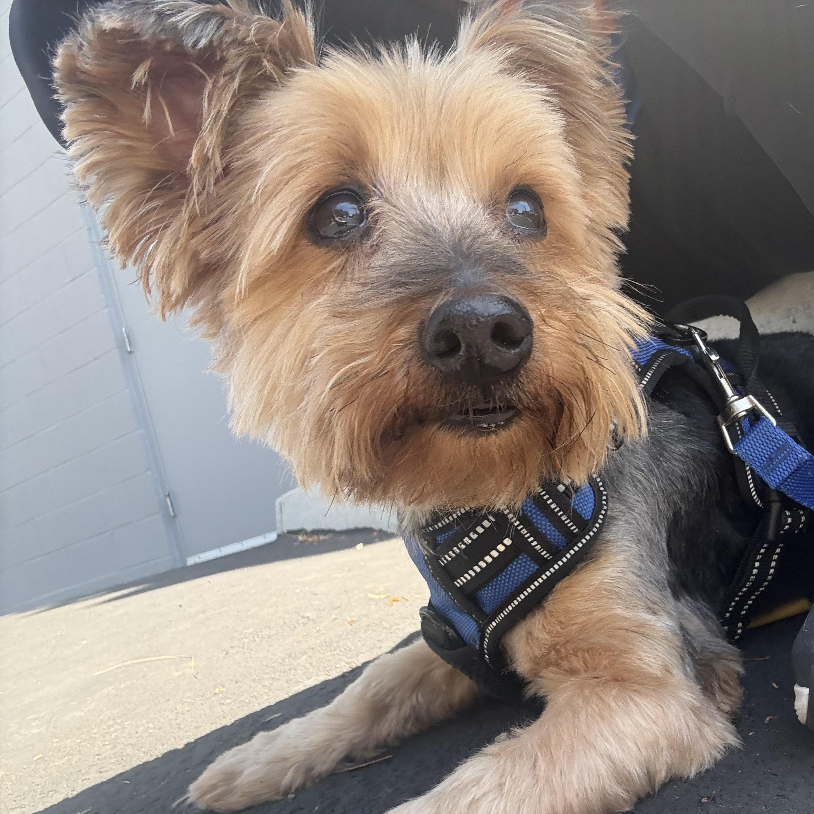 Gus, an adopted mixed breed in Laguna Beach, CA image 1/6