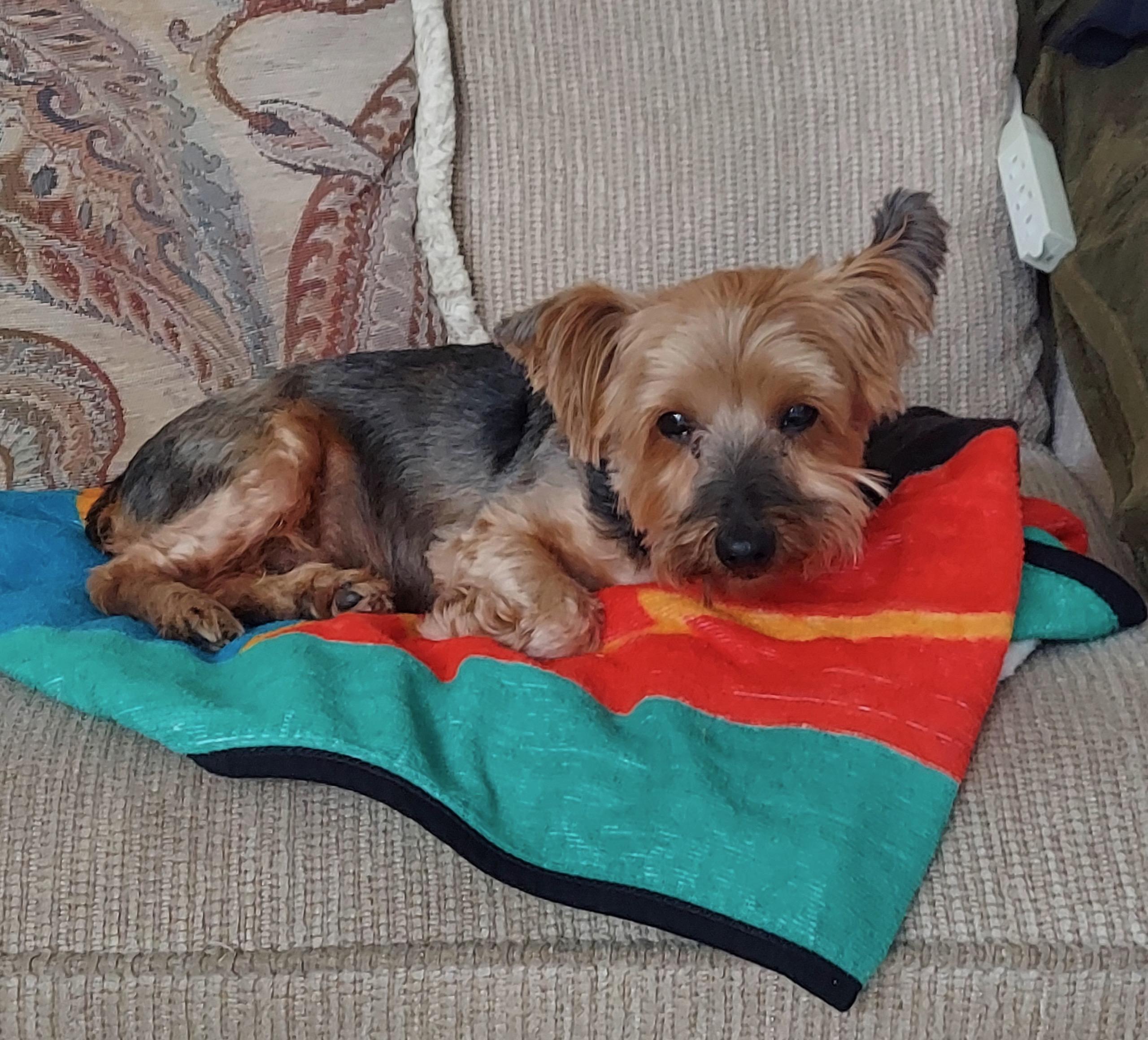 Gus, an adopted mixed breed in Laguna Beach, CA image 5/6