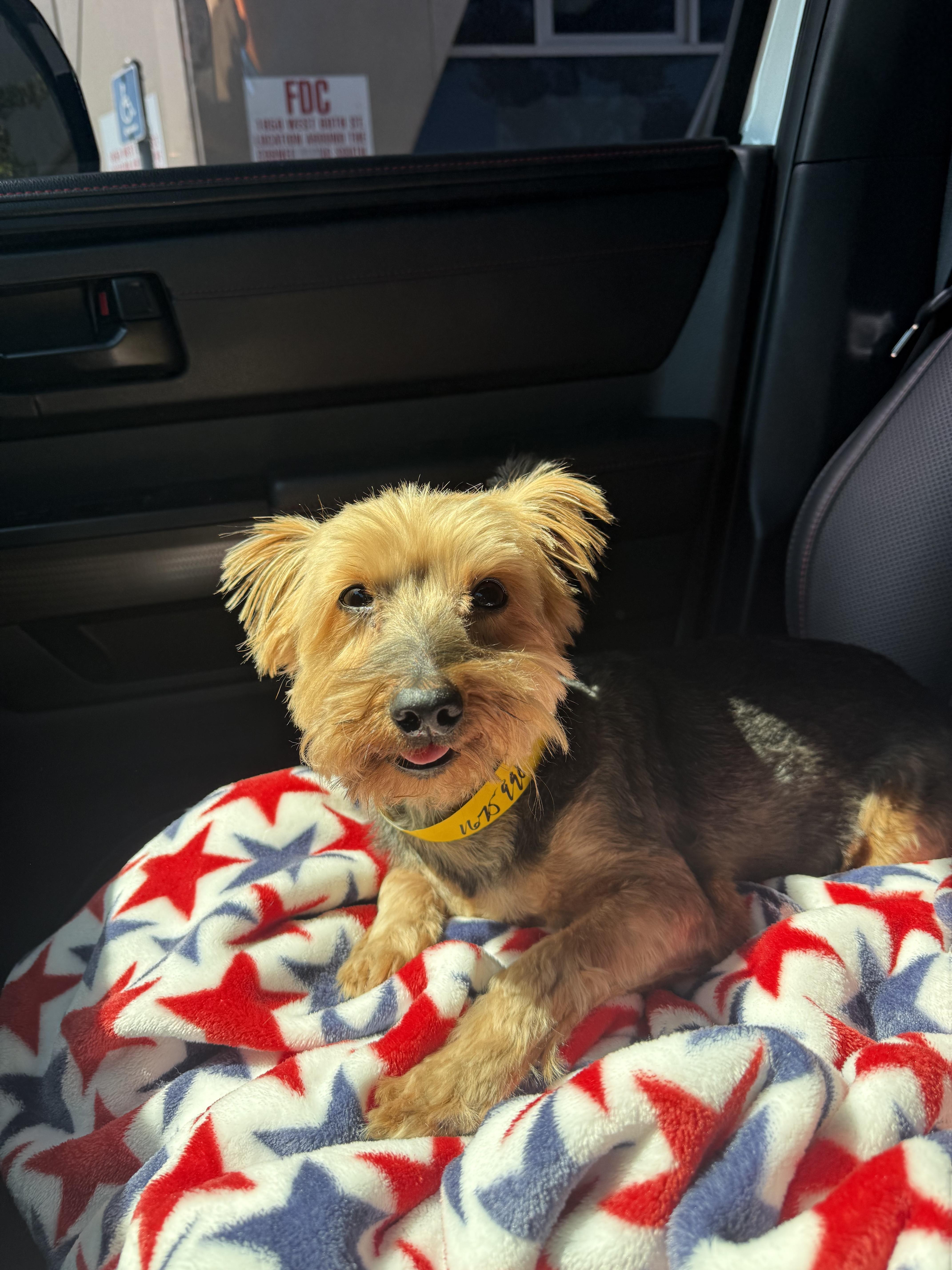 Gus, an adopted mixed breed in Laguna Beach, CA image 2/6