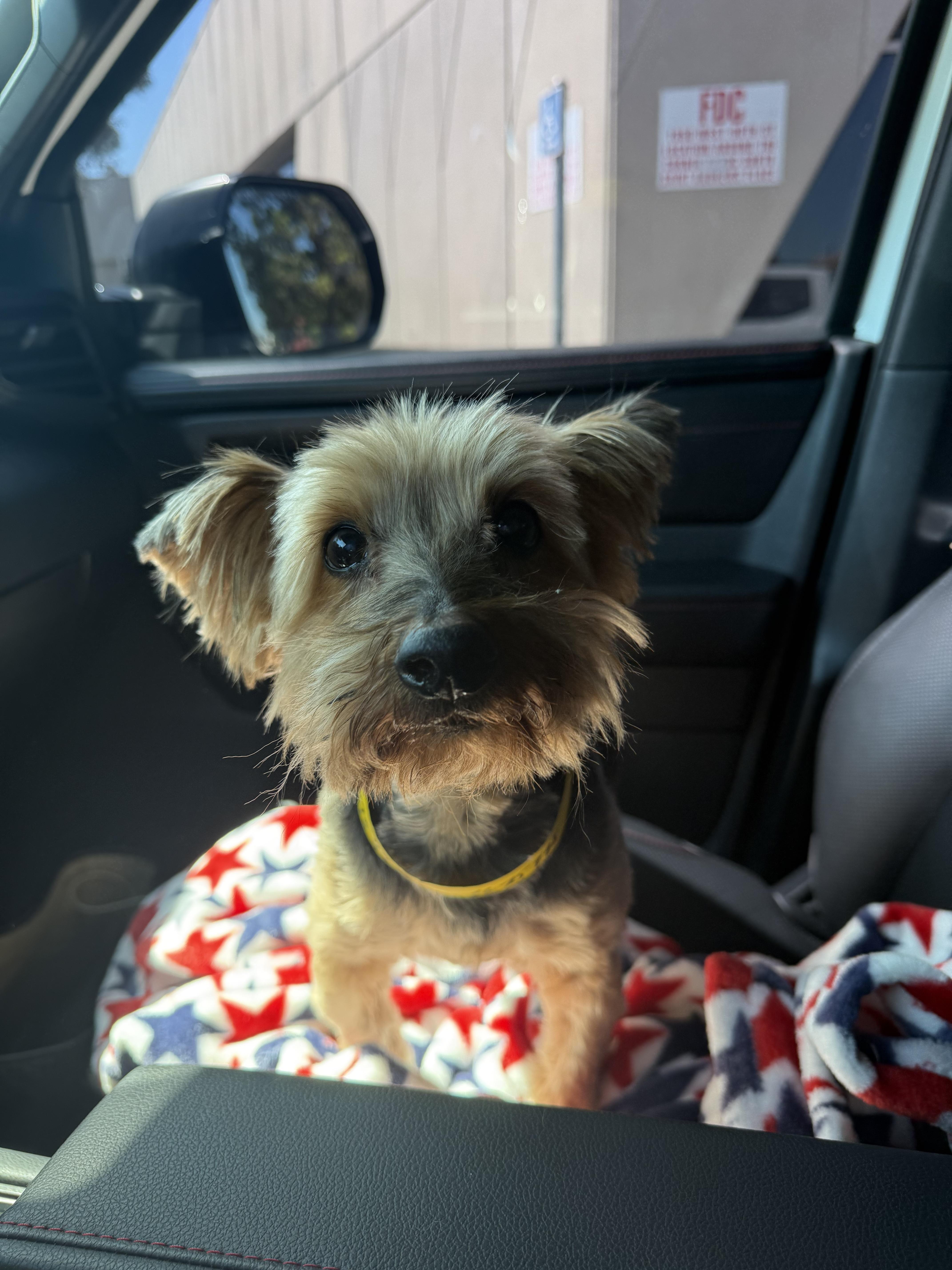 Gus, an adopted mixed breed in Laguna Beach, CA image 4/6