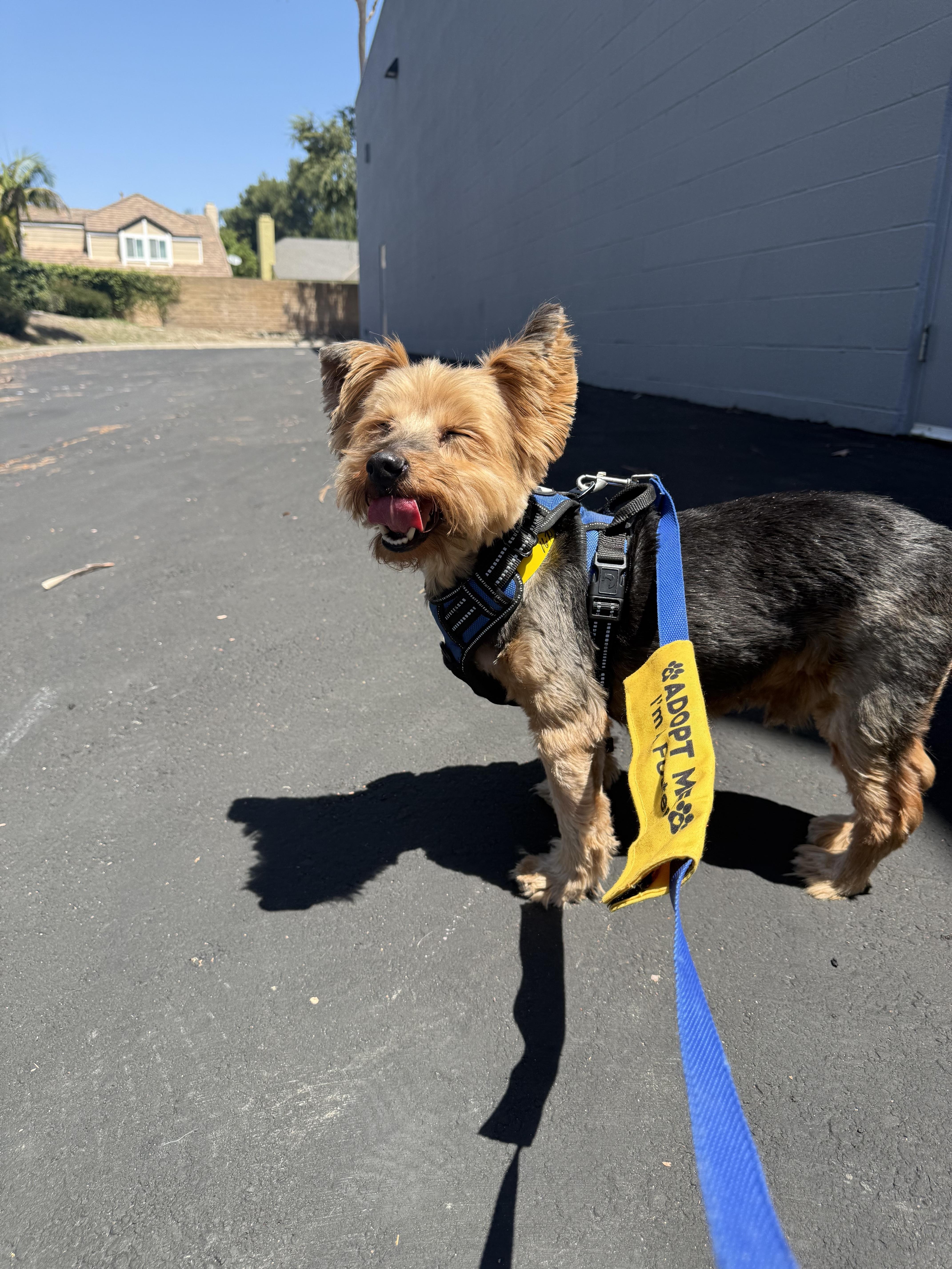 Gus, an adopted mixed breed in Laguna Beach, CA image 3/6
