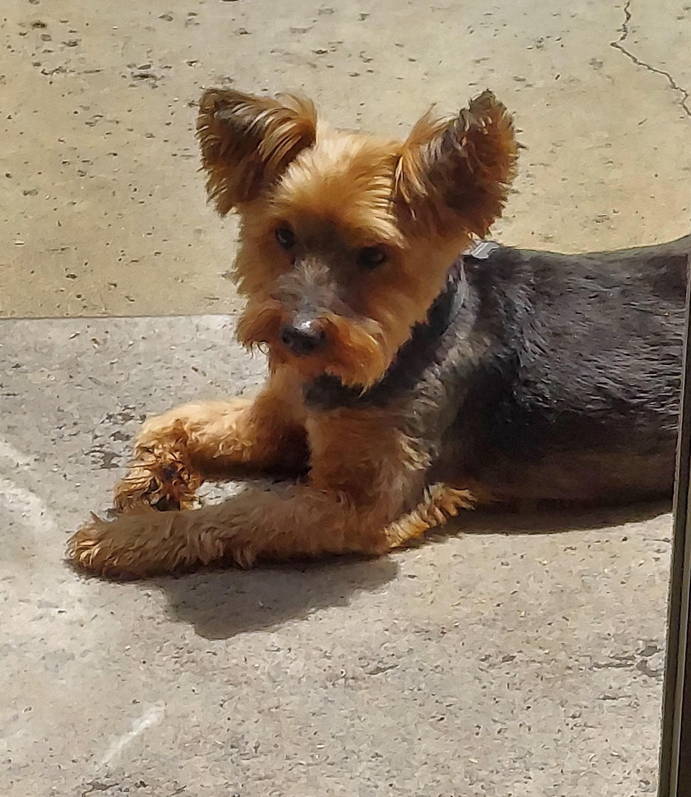 Gus, an adopted mixed breed in Laguna Beach, CA image 6/6