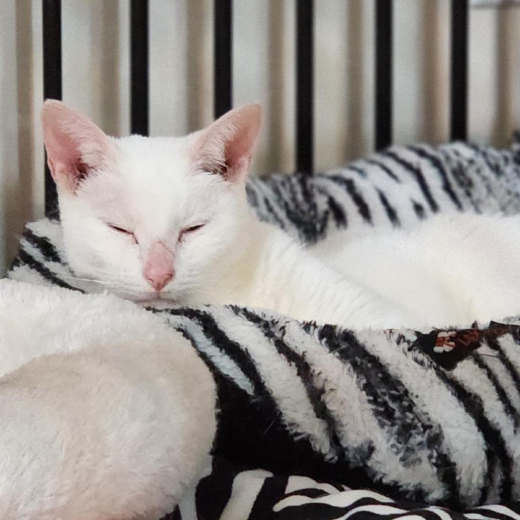 Nova, a Adoptable Domestic Short Hair in Toms Brook, VA image 2/3