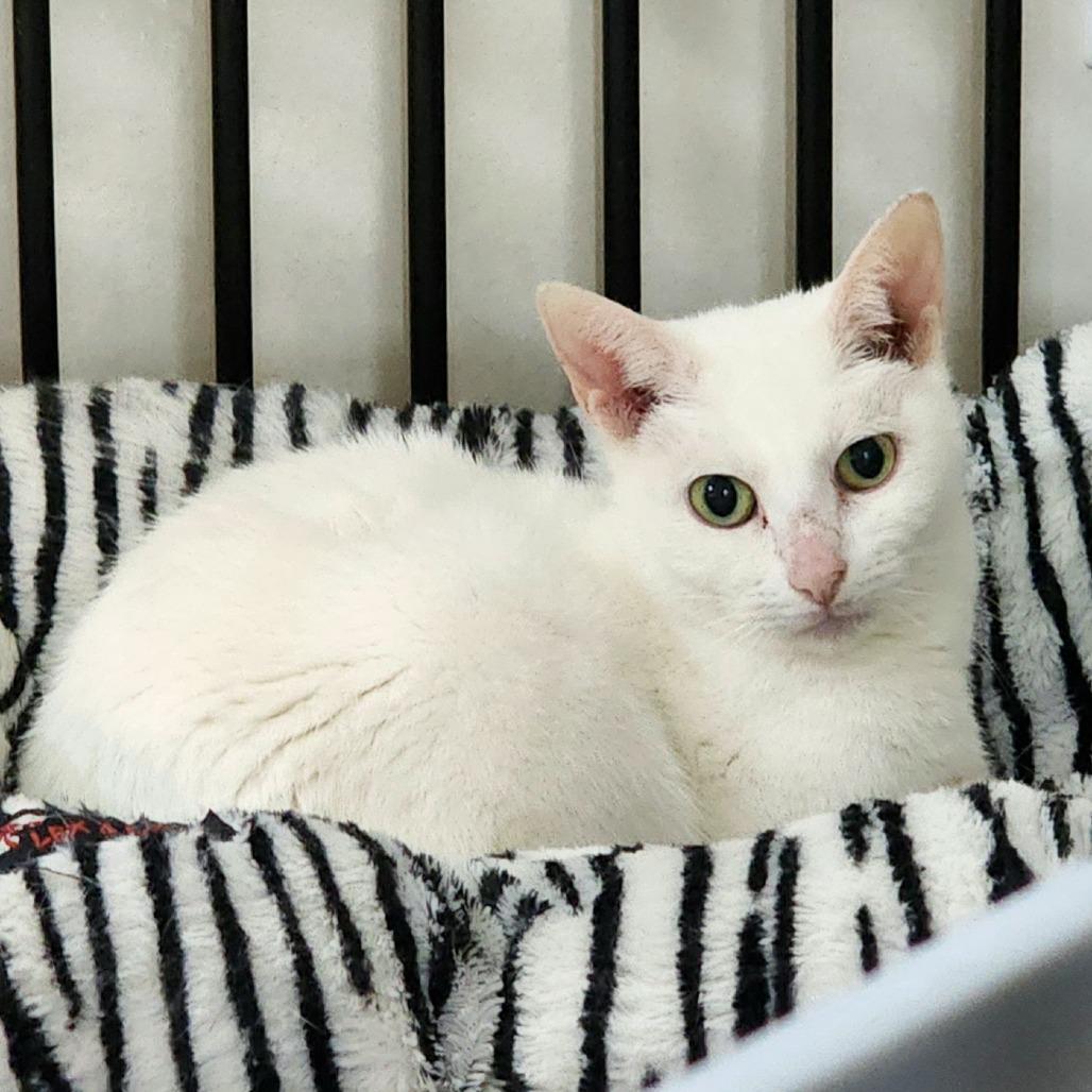 Nova, a Adoptable Domestic Short Hair in Toms Brook, VA image 3/3