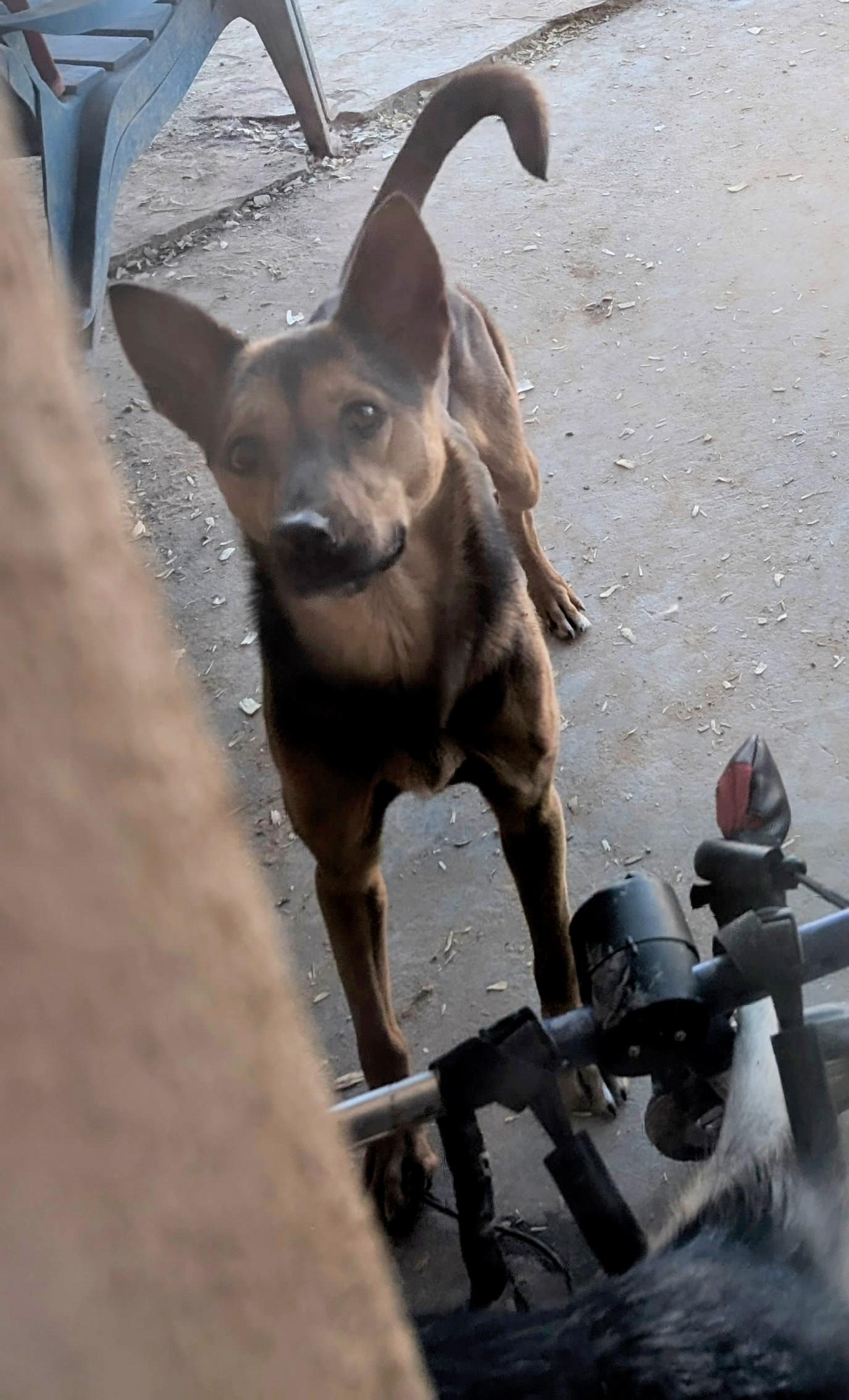 Enlarge ChiChi, a Adoptable mixed breed in Pena Blanca, NM image 1/1