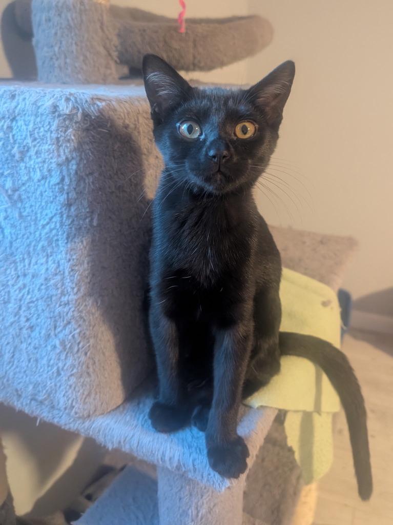 Darcy