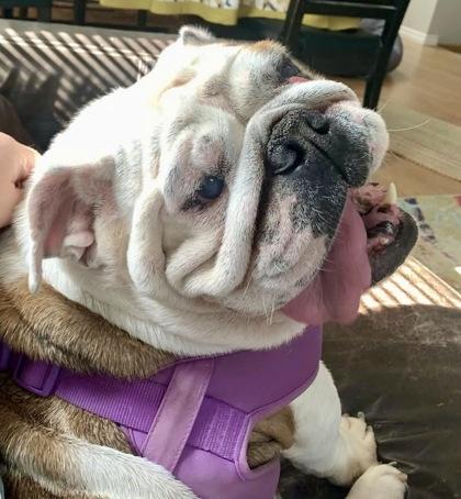 Enlarge BUTTER SHORTBREAD, a ADOPTABLE English Bulldog in Bonney Lake, WA image 3/3