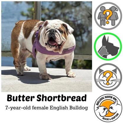 BUTTER SHORTBREAD, ADOPTABLE, Adult Female English Bulldog.