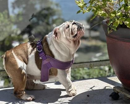 Enlarge BUTTER SHORTBREAD, a ADOPTABLE English Bulldog in Bonney Lake, WA image 2/3