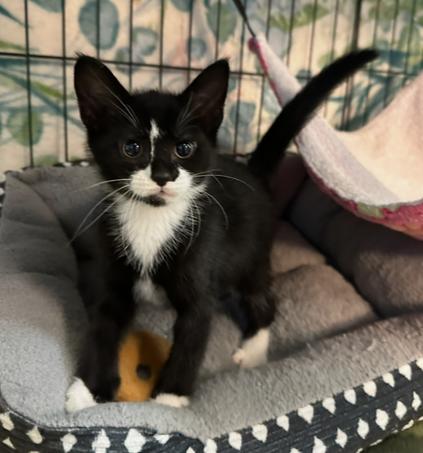 Enlarge Eclipse, a Adoptable mixed breed in Woodbridge, VA image 1/2
