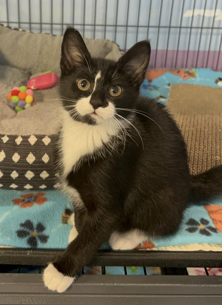 Enlarge Eclipse, a Adoptable mixed breed in Woodbridge, VA image 2/2