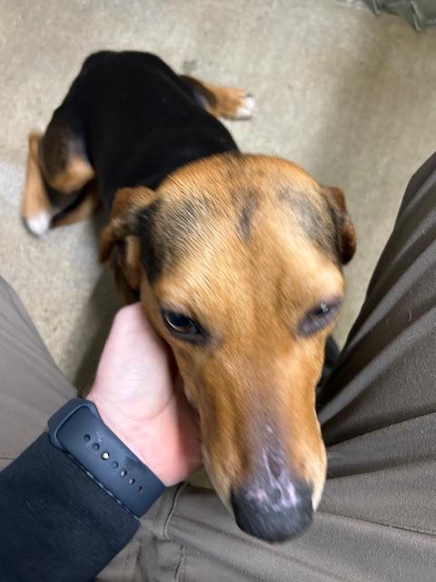 Enlarge Milo, a ADOPTABLE Beagle in Bryan, OH image 3/4