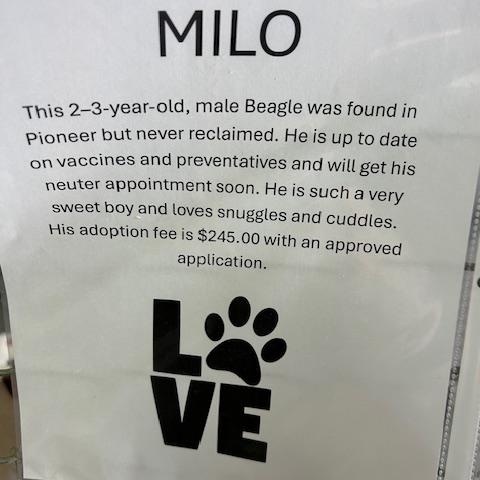 Enlarge Milo, a ADOPTABLE Beagle in Bryan, OH image 2/4