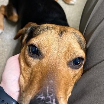 Milo, ADOPTABLE, Young Male Beagle.