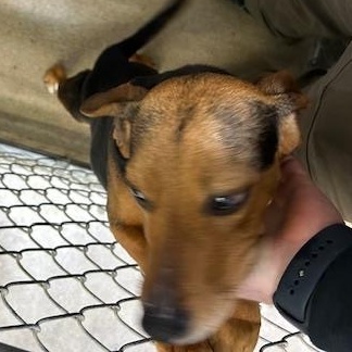 Enlarge Milo, a ADOPTABLE Beagle in Bryan, OH image 4/4