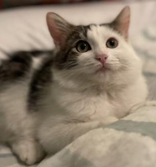 Enlarge Bentley, a ADOPTABLE Domestic Medium Hair in Salida, CA image 1/1