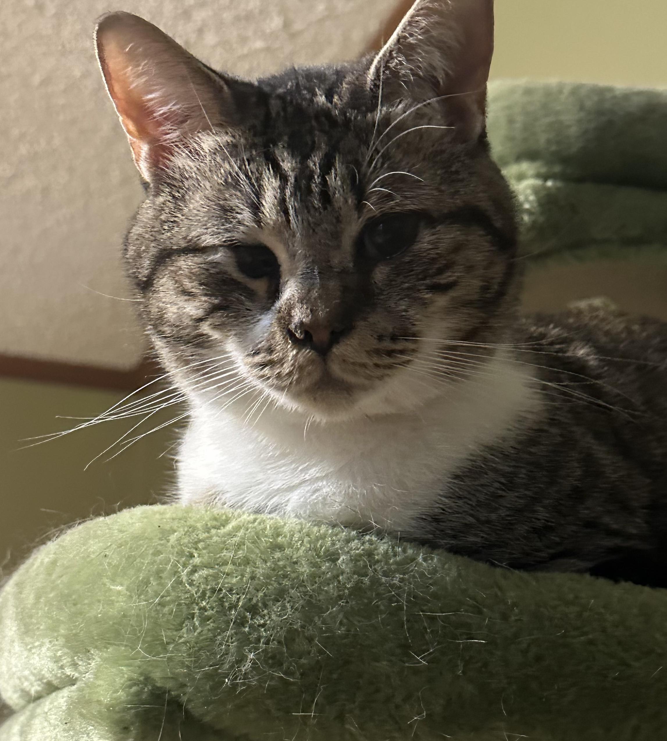 Enlarge MIckey & Mooch, a ADOPTABLE Tabby in Charlotte, NC image 1/2