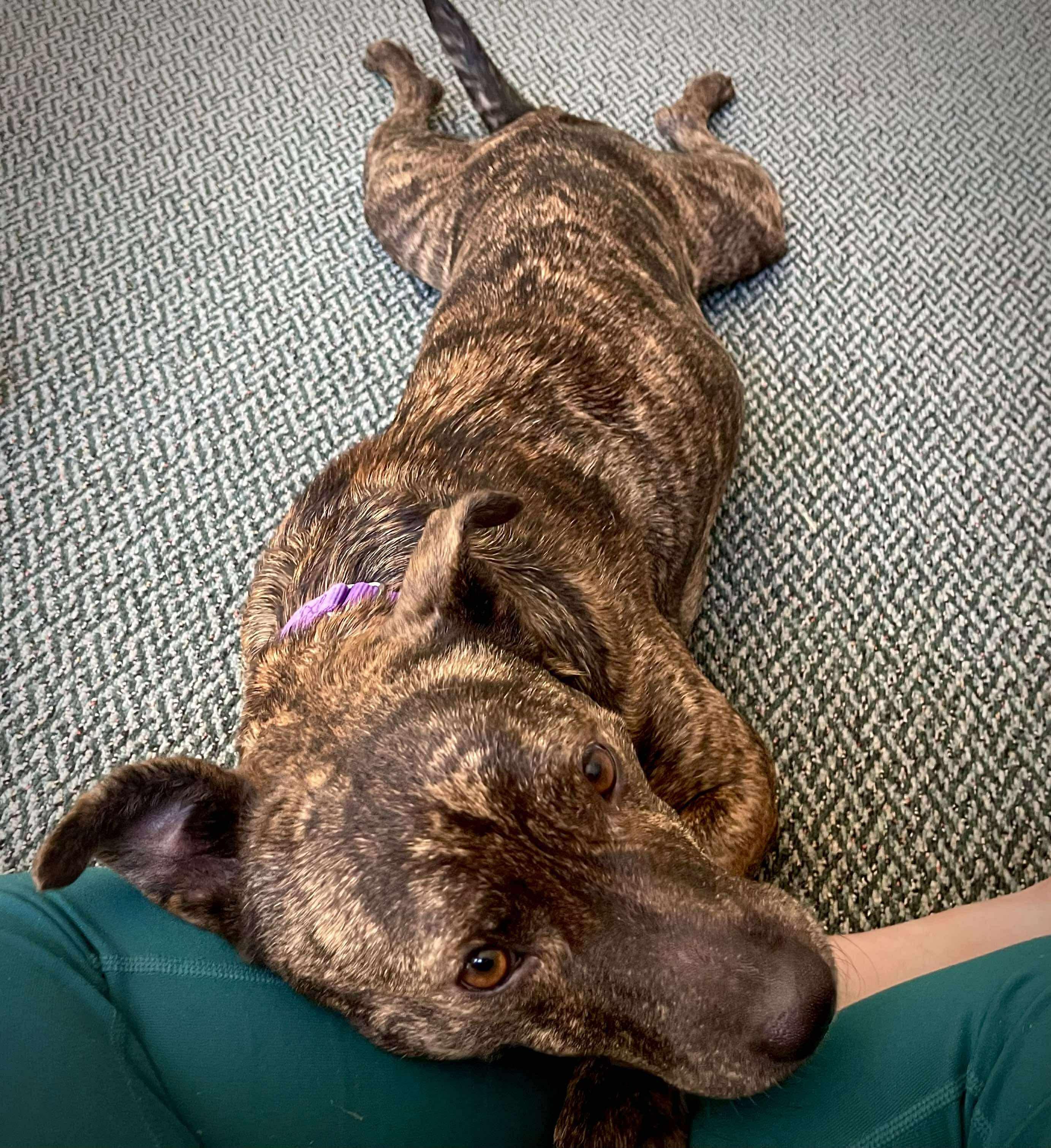 Pinkie Pie, a Adoptable mixed breed in Marshall, NC image 5/6