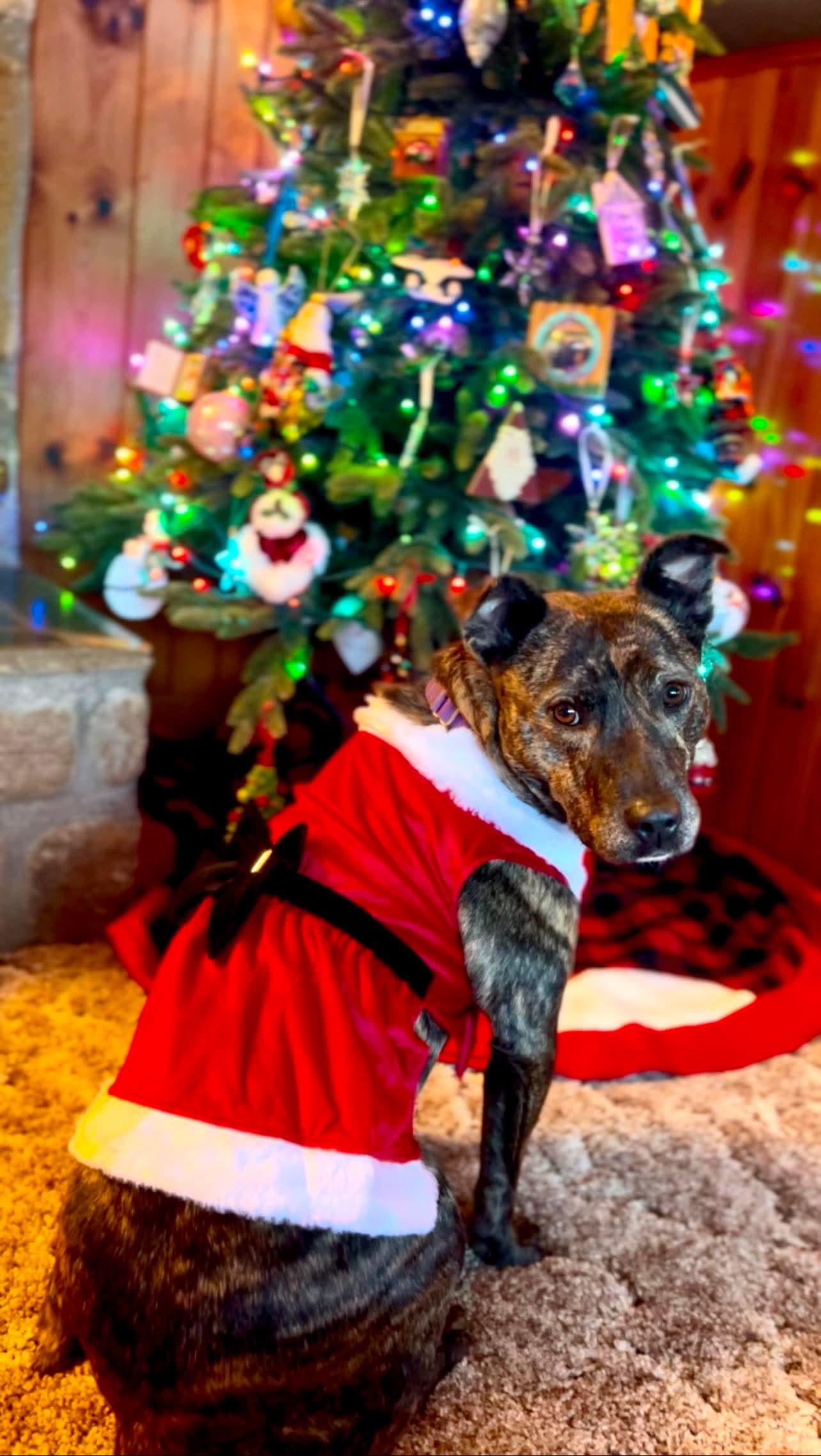 Pinkie Pie, a Adoptable mixed breed in Marshall, NC image 1/6