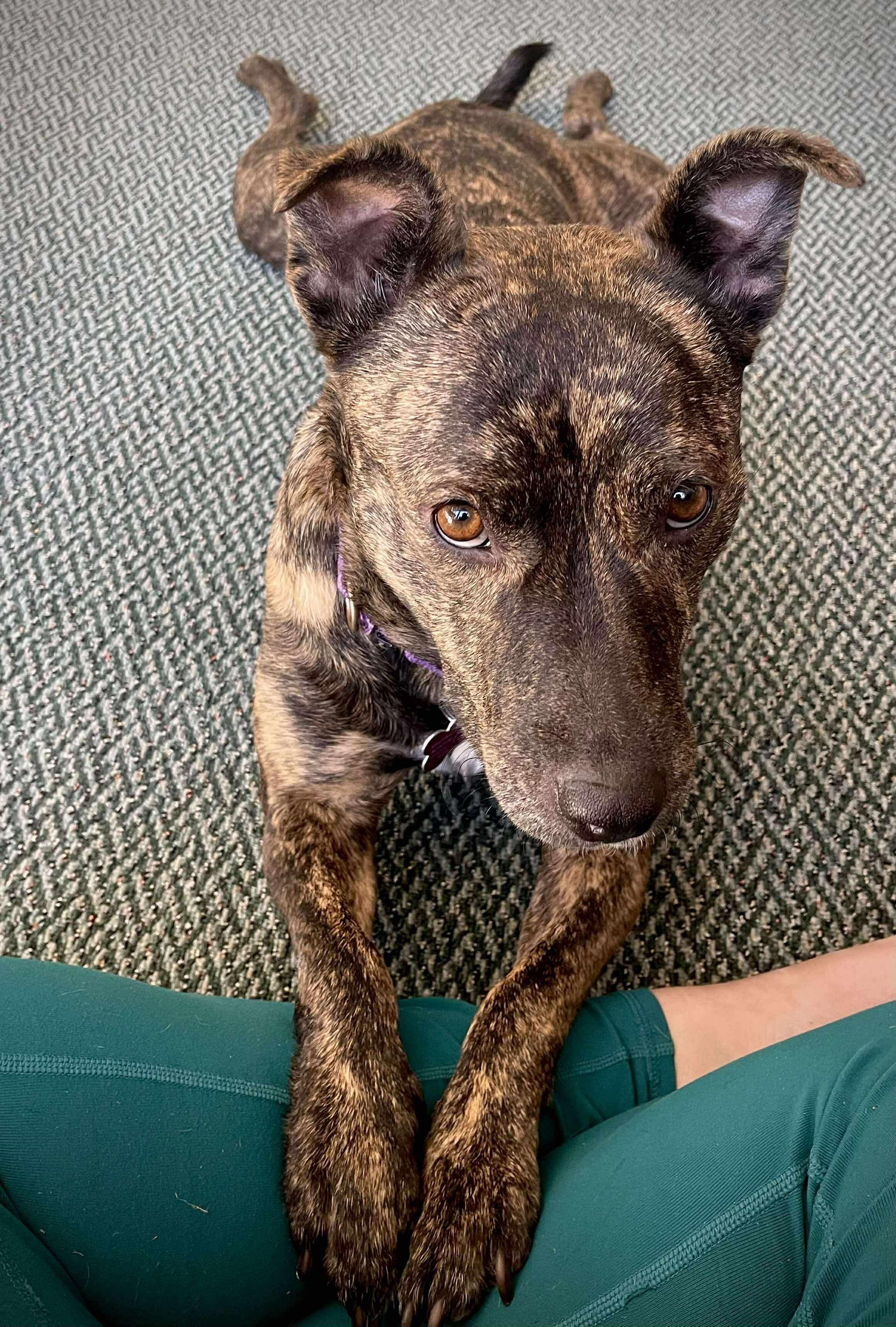 Pinkie Pie, a Adoptable mixed breed in Marshall, NC image 2/6