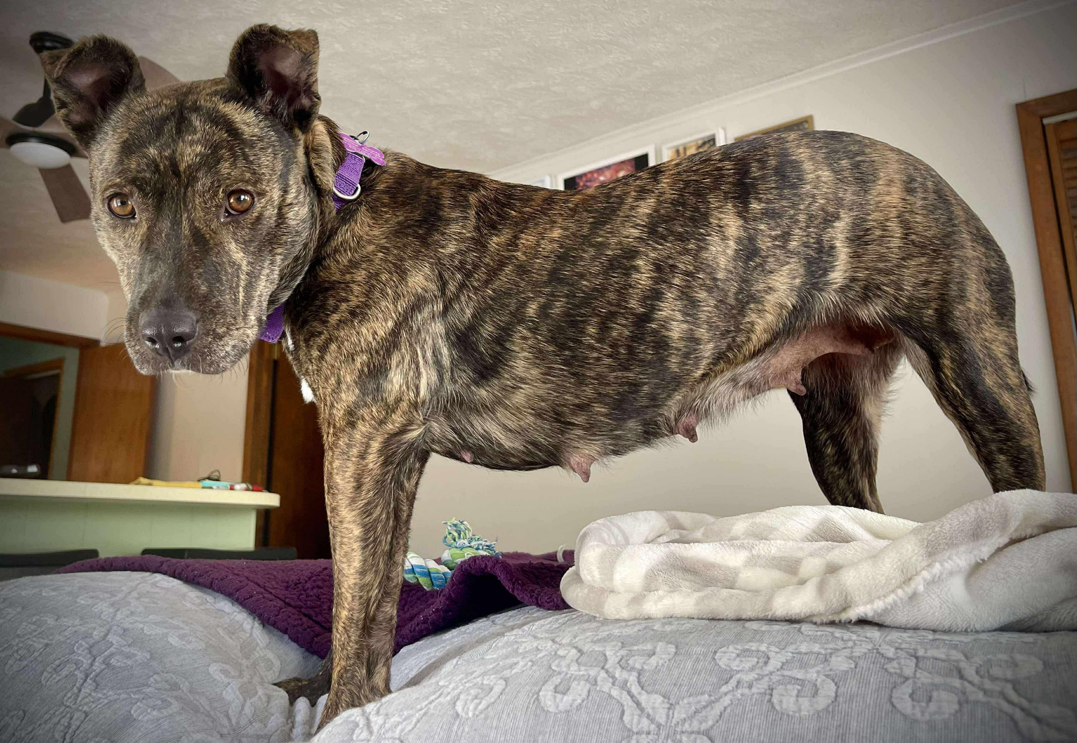 Pinkie Pie, a Adoptable mixed breed in Marshall, NC image 6/6