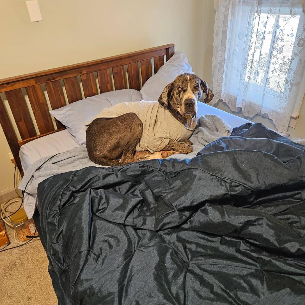 Selma, Adoptable, Adult Female Great Dane & Great Dane.