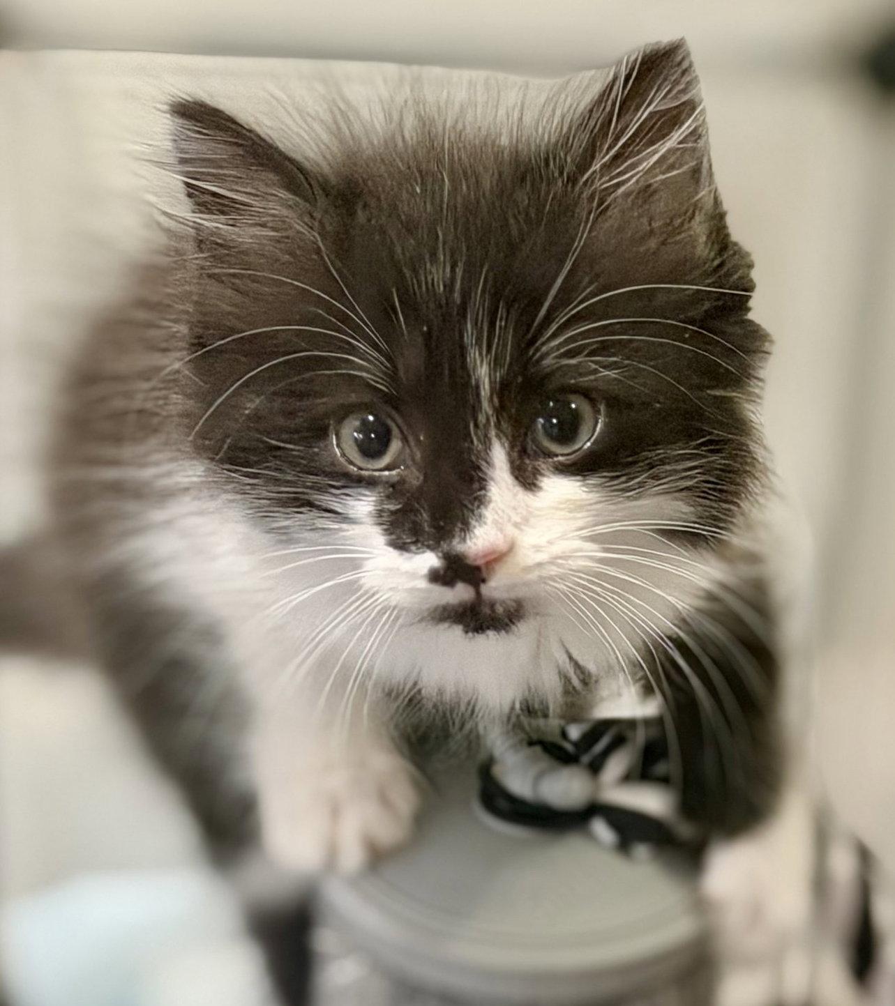 Enlarge Fiona, a Adoptable Domestic Long Hair in Reston, VA image 1/2