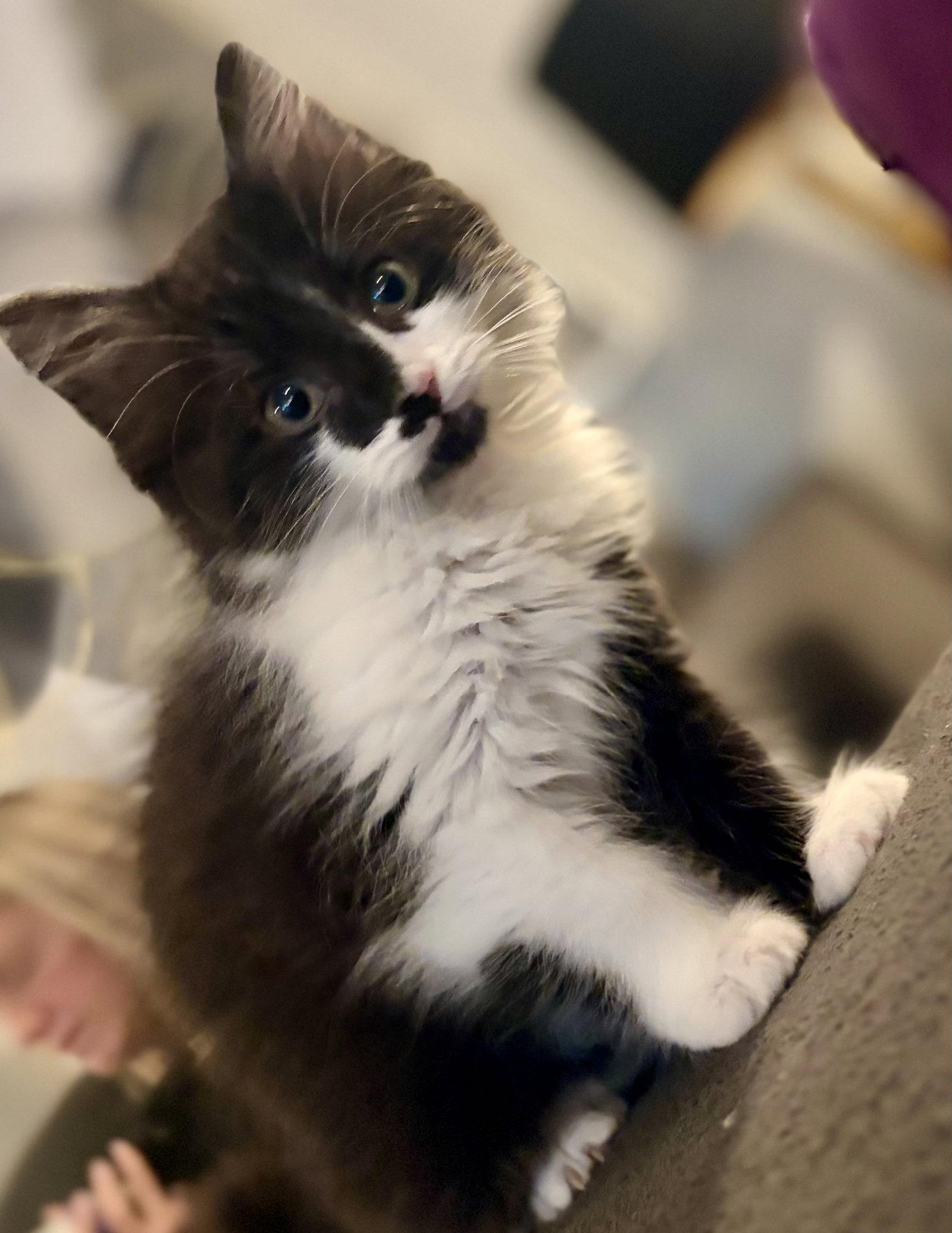 Enlarge Fiona, a Adoptable Domestic Long Hair in Reston, VA image 2/2