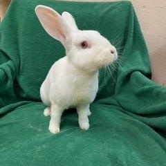 Enlarge Hoppy Gilmore, a Adoptable mixed breed in Haltom City, TX image 3/4