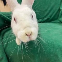 Enlarge Hoppy Gilmore, a Adoptable mixed breed in Haltom City, TX image 2/4