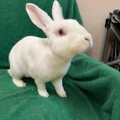 Hoppy Gilmore, Adoptable, Adult Male Californian.
