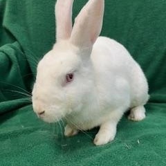 Enlarge Hoppy Gilmore, a Adoptable mixed breed in Haltom City, TX image 4/4