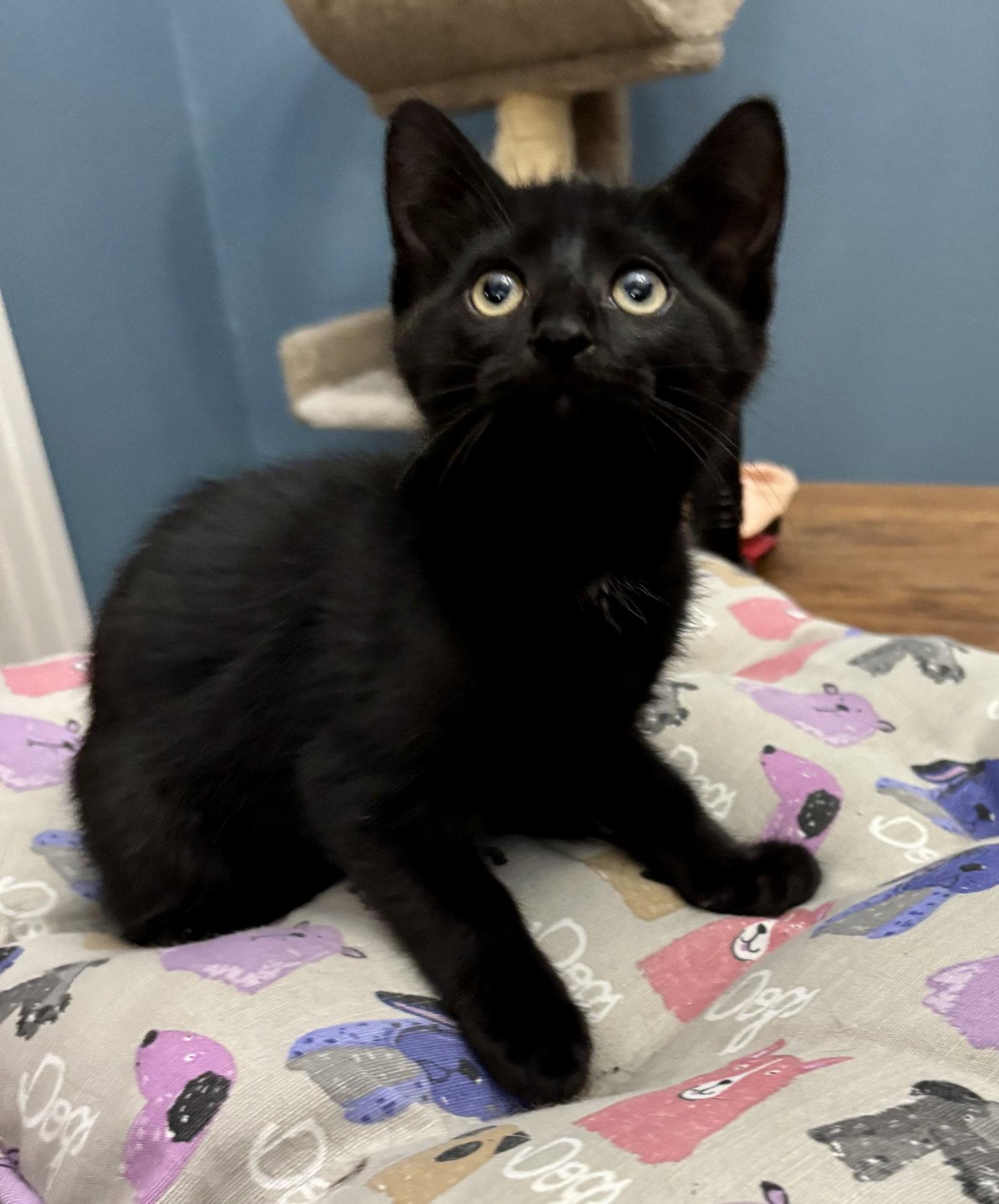 Enlarge Toasty, a Adopted Domestic Short Hair in Arlington, TX image 1/2