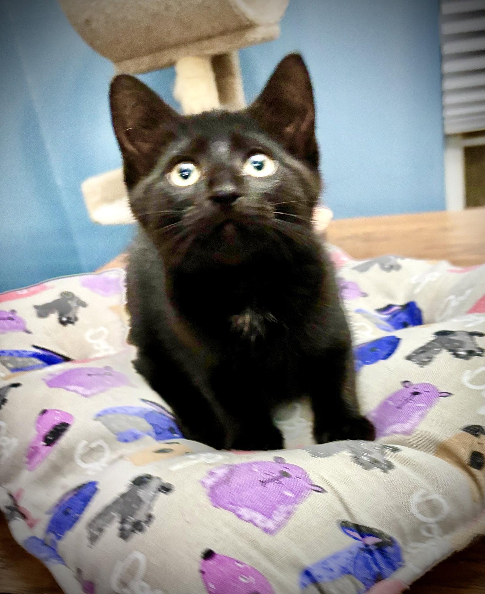 Enlarge Toasty, a Adopted Domestic Short Hair in Arlington, TX image 2/2