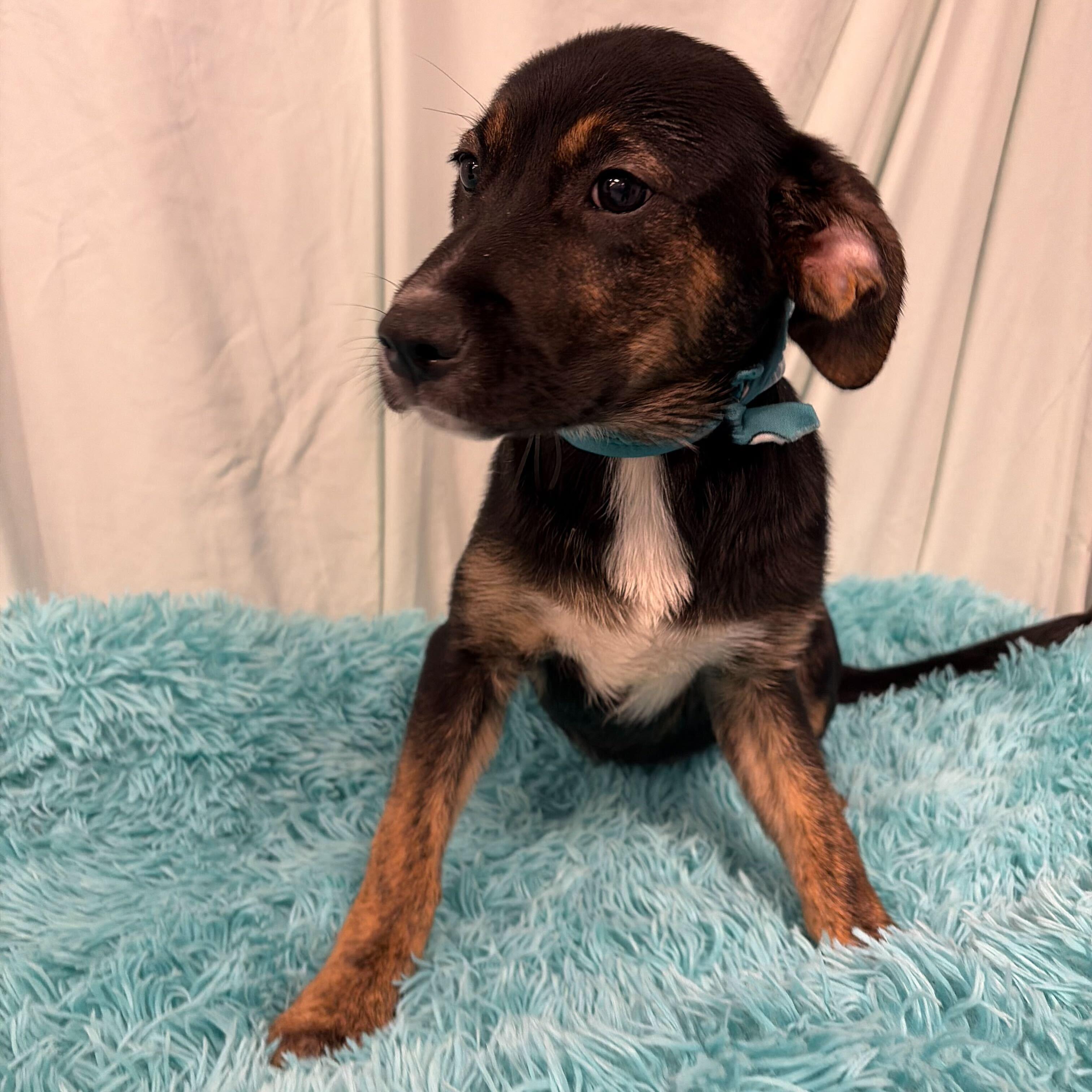 Pollen, adopted, Puppy Female Mixed Breed.
