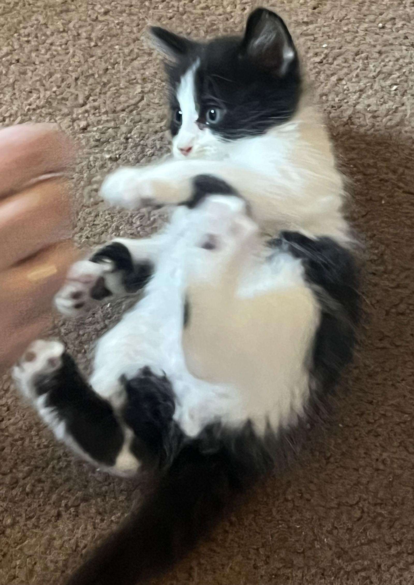 Rocket, Adoptable, Kitten Male Domestic Short Hair.