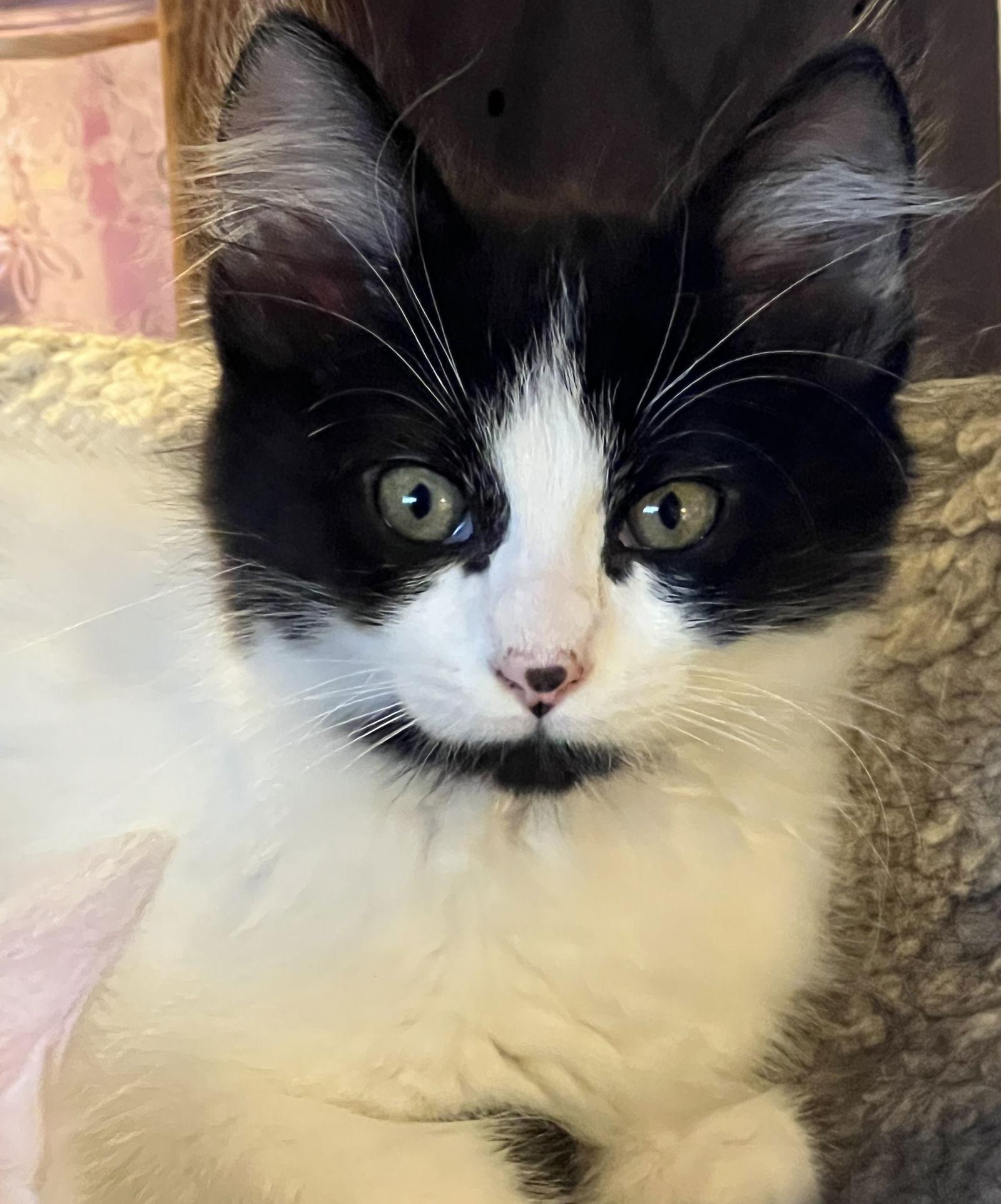 Rocket, a Adoptable Domestic Short Hair in San Jose, CA image 2/3