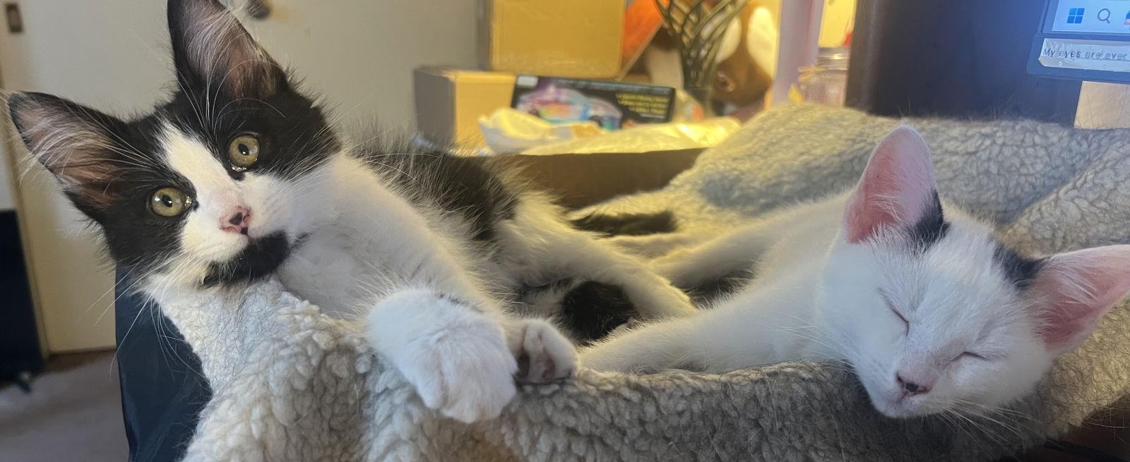 Enlarge Rocket-ADOPTED, a Adopted Domestic Short Hair in San Jose, CA image 2/3