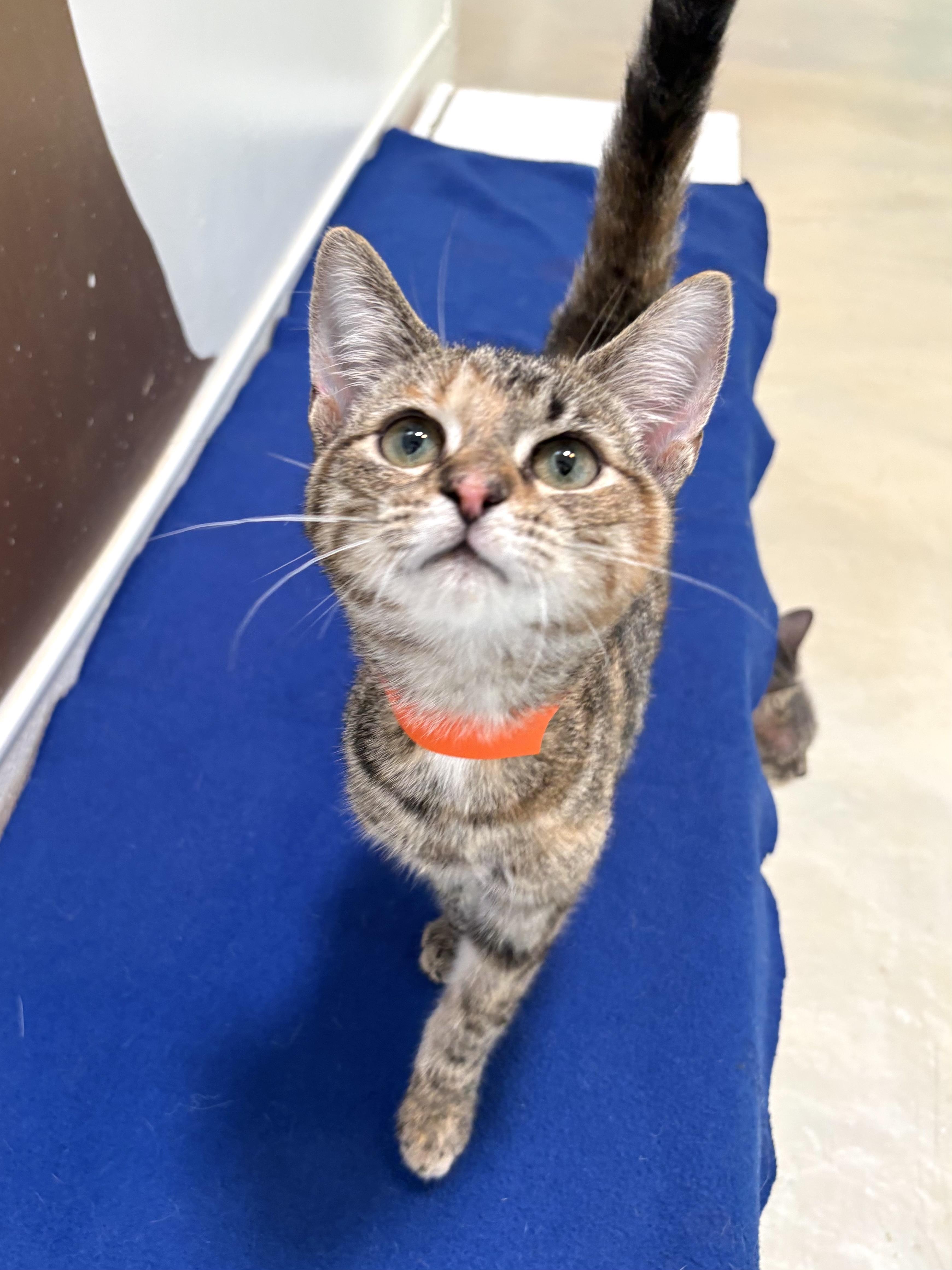 Stella Kidd, Adoptable, Kitten Female Domestic Short Hair.