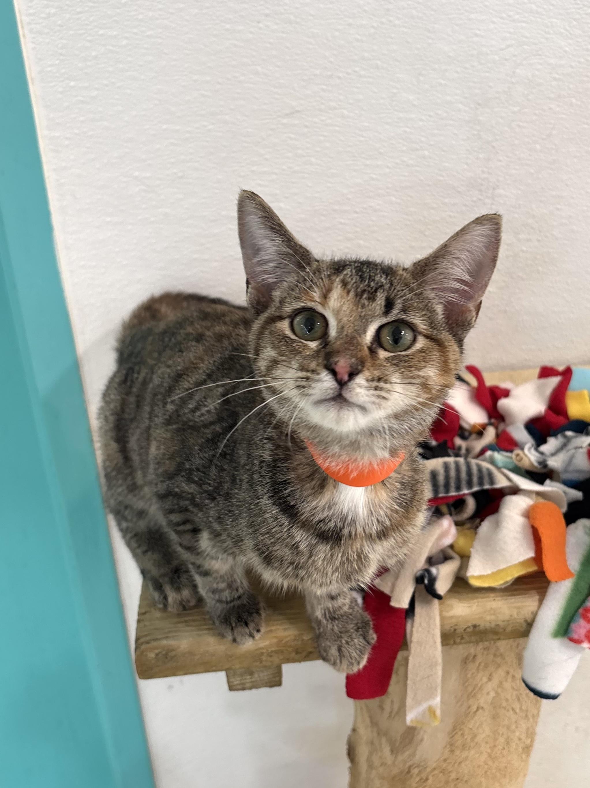 Enlarge Stella Kidd, a Adoptable Domestic Short Hair in Chicago, IL image 2/2