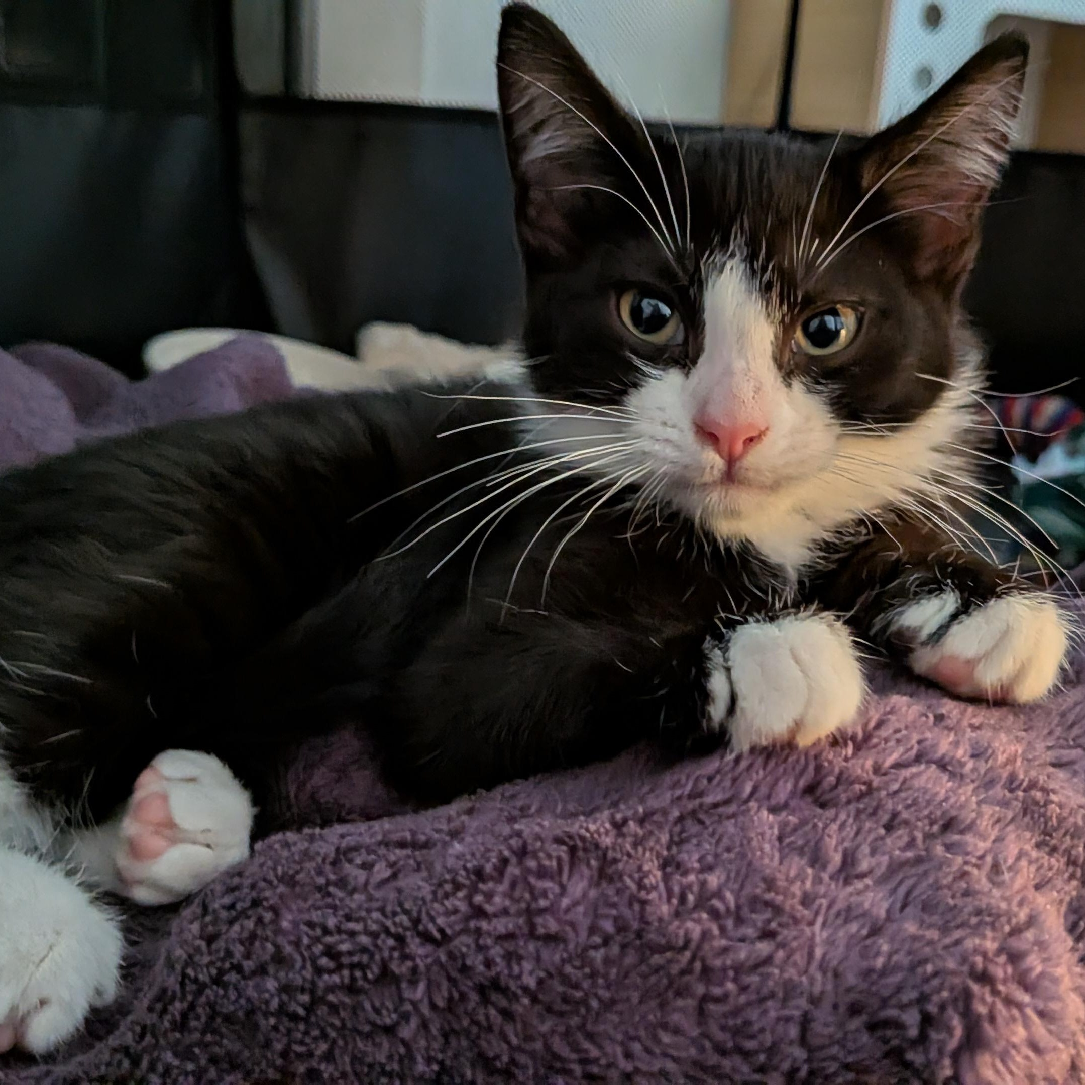Enlarge Blake, a Adoptable Domestic Short Hair in Renton , WA image 3/6